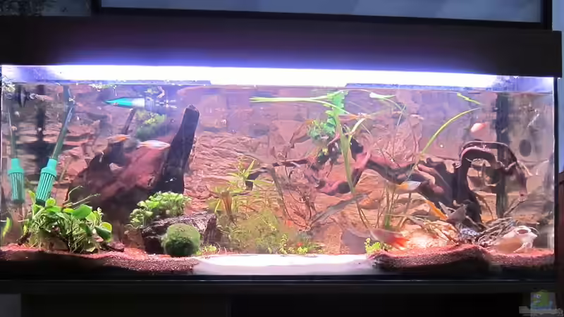 Aquarium Hauptansicht von Becken II von Dani82 (1)