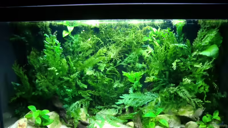 Aquarium Hauptansicht von Becken mit Aphyosemion australe von Kuller (1)