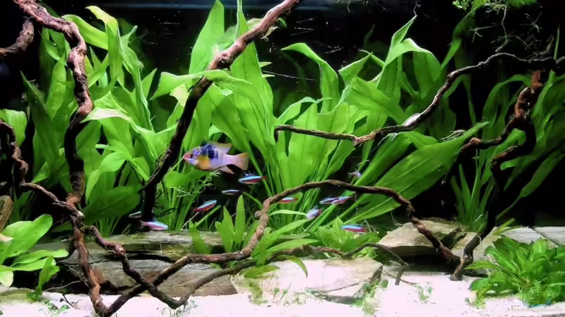 Aquarium Hauptansicht von Becken mit Mikrogeophagus ramirezi von Kuller (1)