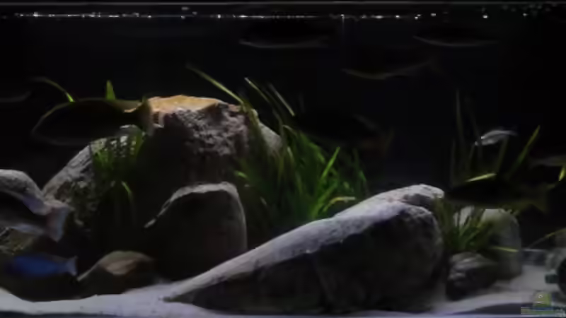 Aquarium Hauptansicht von !!!!!!Becken steht zum Verkauf!!!! von Wesermalawi (1)