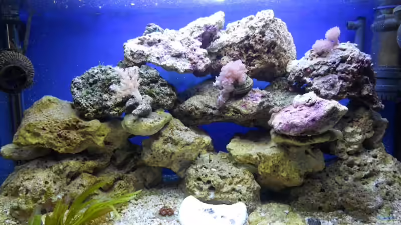 Aquarium Hauptansicht von Becken von Dennis Rienecker (1)