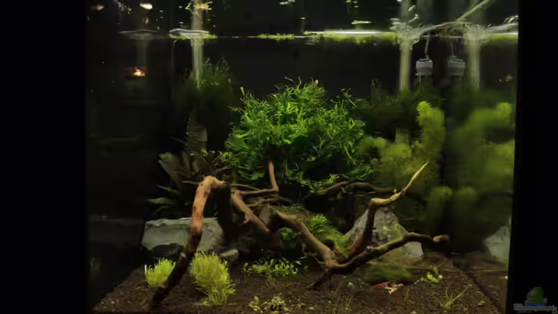 Aquarium Hauptansicht von Bee Tank - Nur noch als Beispiel von Julien Preuß (1)