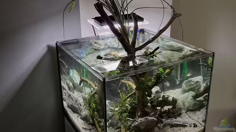 Aquarium Hauptansicht von Beton und Holz von Chris_R. (1)