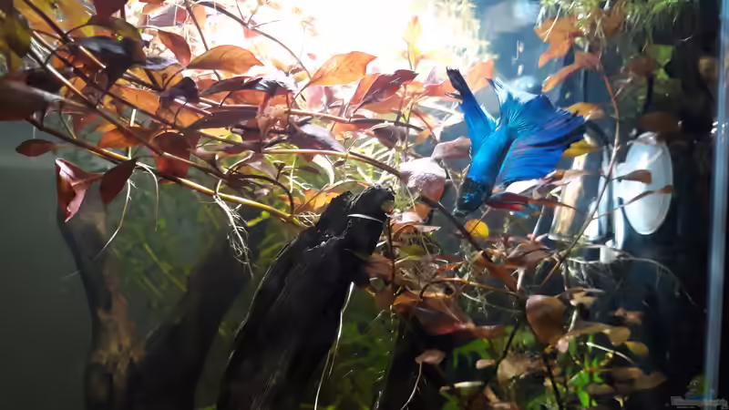 Aquarium Hauptansicht von Betta Fred&#039;s Schwarzwasser Revier von Michael Müller (1)