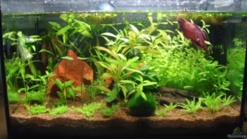 Aquarium Hauptansicht von Betta Home von Dori (1)