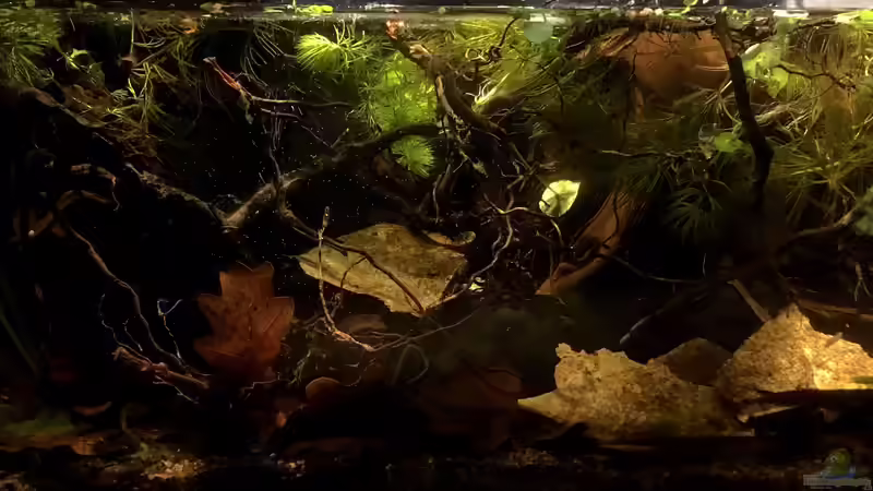 Aquarium Hauptansicht von Betta Rubra &quot;Aceh&quot; von Jaenu00 (1)