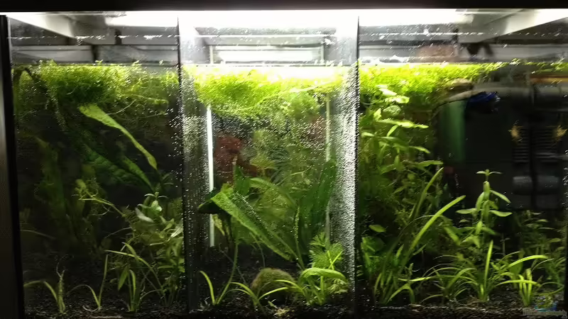 Aquarium Hauptansicht von Betta Splendens von Jeany (1)