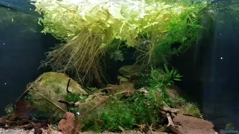 Aquarium Hauptansicht von Bettatümpel