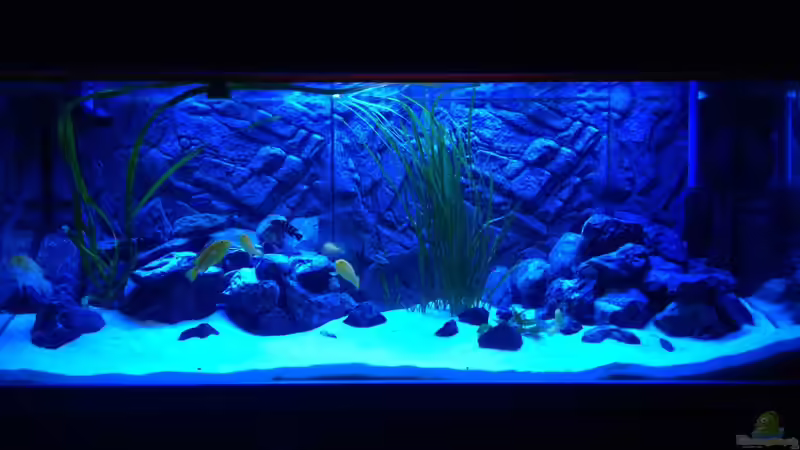 Aquarium Hauptansicht von Billy&#039;s Tümpel von Ray (1)