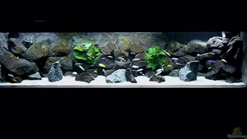 Aquarium Hauptansicht von Bilskirnir