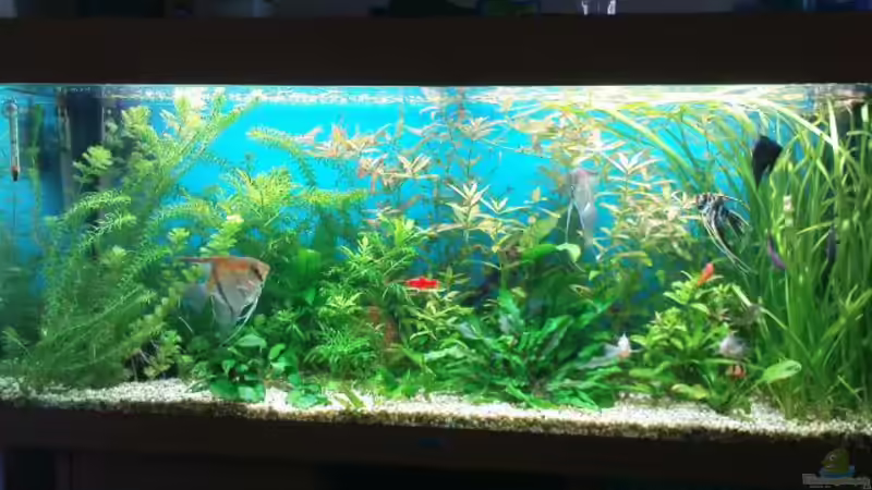 Aquarium Hauptansicht von Biotop