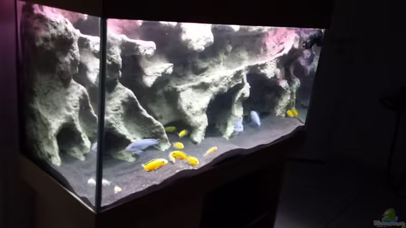 Aquarium Hauptansicht von Bjuman&#039;s Malawi von Bjuman (1)