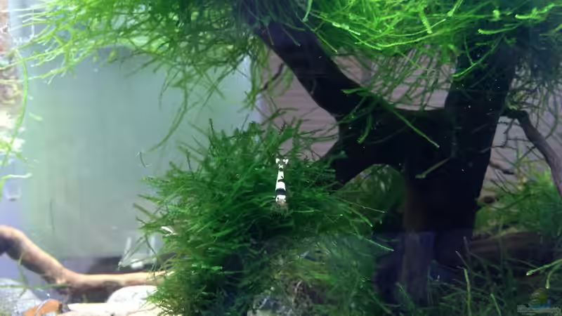 Aquarium Hauptansicht von Black Bee