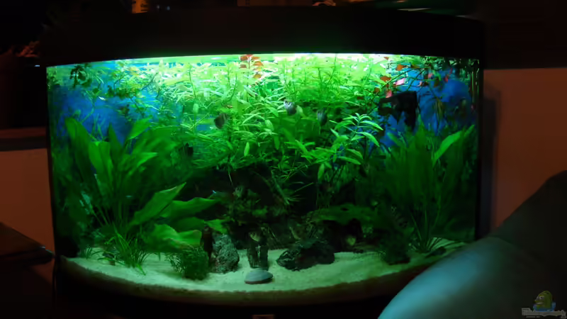 Aquarium Hauptansicht von Black Forest