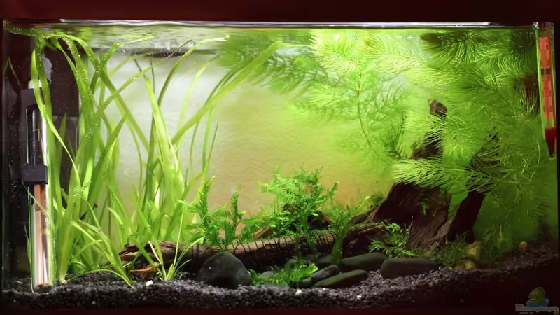 Aquarium Hauptansicht von Black Sakura von Mona6464 (1)