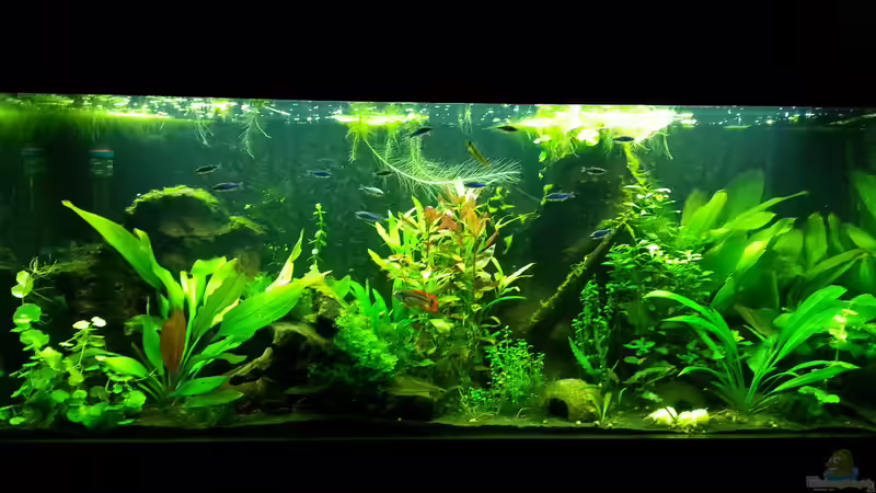 Aquarium Hauptansicht von Blaulinge im Grünen