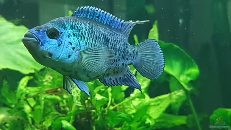 Aquarium Hauptansicht von Blue Dempsey