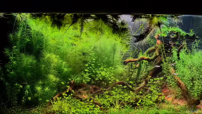 Aquarium Hauptansicht von Blue-Eyed Angels (nur noch Beispiel) von Nick3 (1)