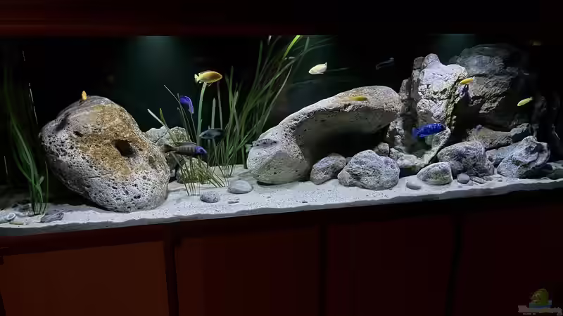 Aquarium Hauptansicht von blue malawi (wurde aufgelöst) von AW. (1)