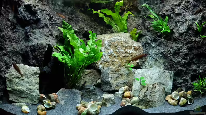 Aquarium Hauptansicht von Blue Neon, Multi & Co. von Harald Götz (1)