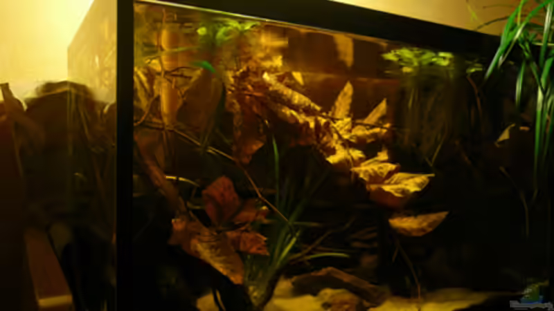 Aquarium Hauptansicht von Borellis von Cichlid Power (1)
