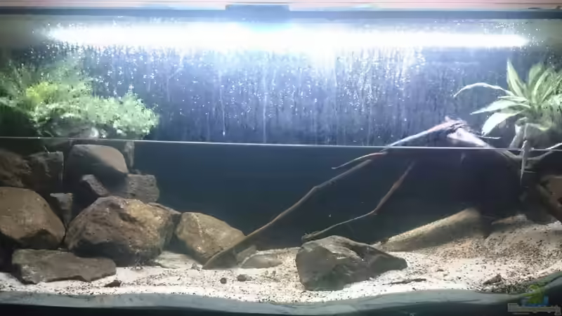 Aquarium Hauptansicht von Brackwasser Paludarium von David Hartleib (1)