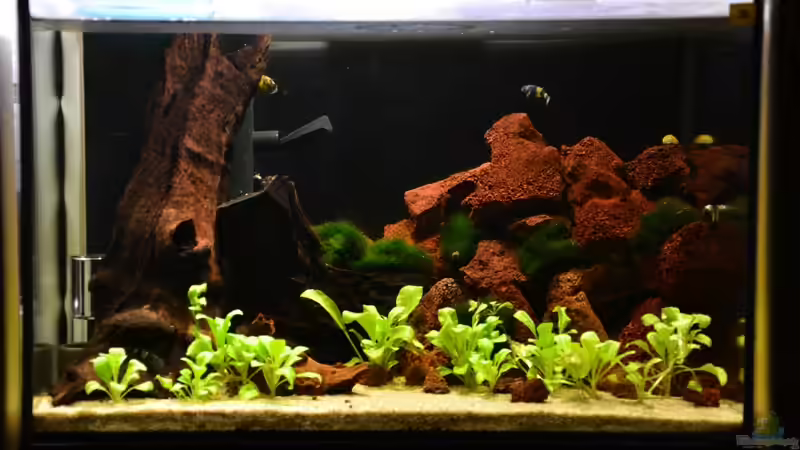 Aquarium Hauptansicht von Brackwasser von Julian H.