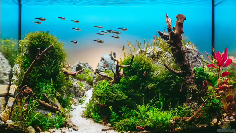 Aquarium Hauptansicht von Branch von chu2k8 (1)