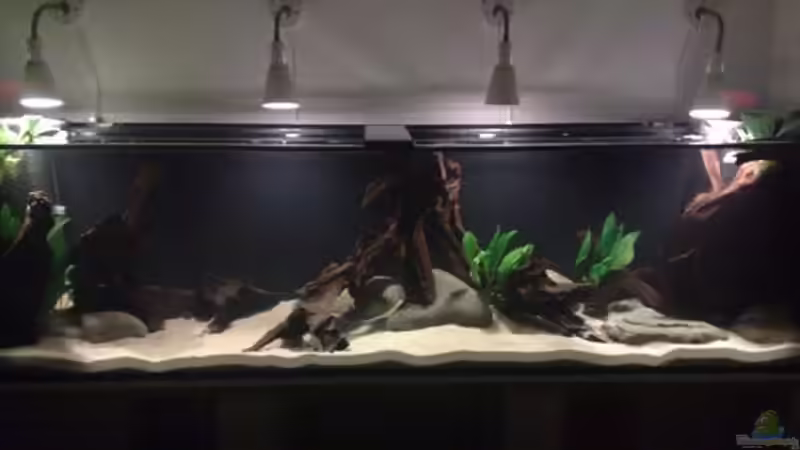 Aquarium Hauptansicht von Brasilien Amazonas (aufgelöst) von Zigermandli (1)