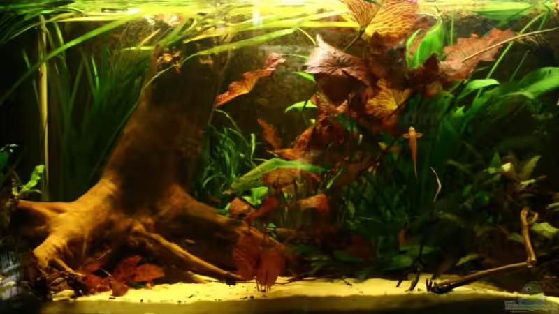 Aquarium Hauptansicht von Broken Tree - Nur noch als Beispiel