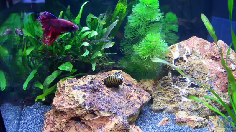 Aquarium Hauptansicht von Bruce zum zweiten