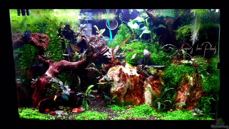 Aquarium Hauptansicht von Bucetank von Scaper´s love Plants (1)