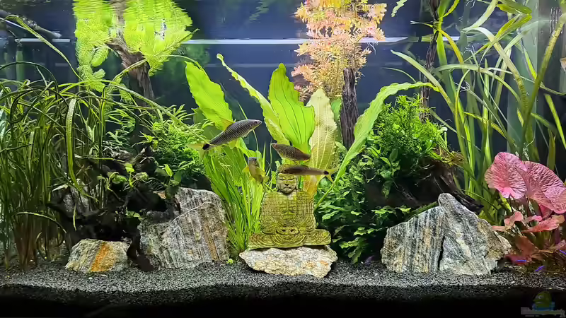 Aquarium Hauptansicht von Buddha meets Kudda von iceman80 (1)