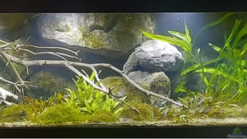 Aquarium Hauptansicht von Budget-Mittelaremika von Jungleman (1)