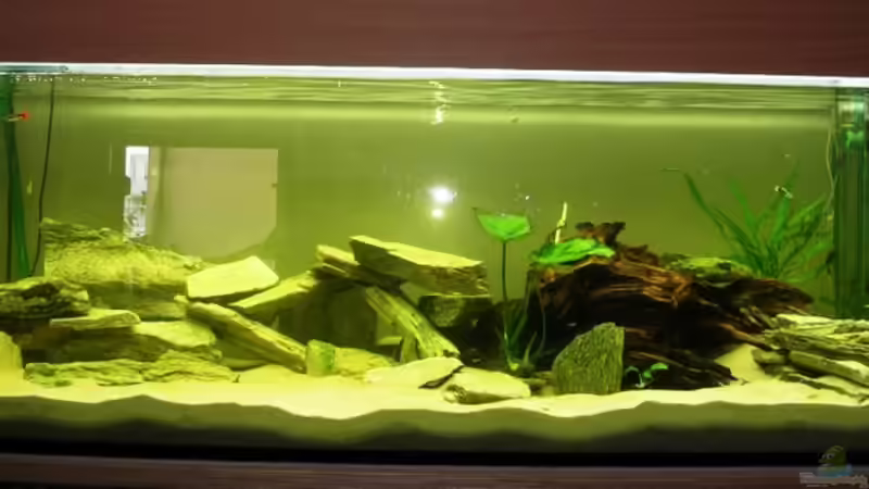 Aquarium Hauptansicht von Buntbarsch von Sascha85 (1)