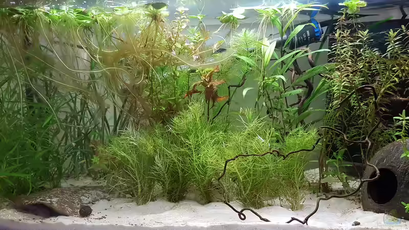 Aquarium Hauptansicht von Caellachan's Manor (nur noch Beispiel)