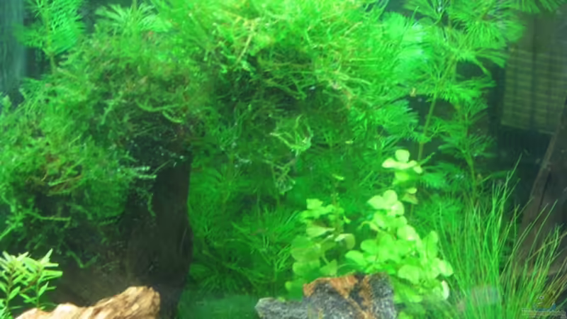 Aquarium Hauptansicht von Caty`s Garnelotopia von Caty (1)