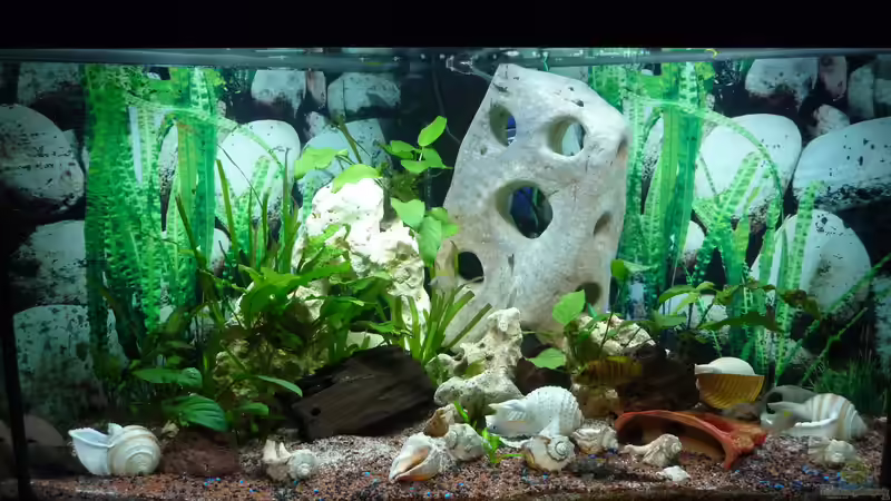 Aquarium Hauptansicht von Caudopunc Home (aufgelöst) Aquarium Hauptansicht von Caudopunc Home (aufgelöst)