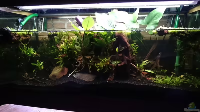 Aquarium Hauptansicht von Channa Home (nur noch als Beispiel)