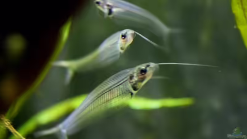 Aquarium Hauptansicht von Chao phraya von lomarraco (1)