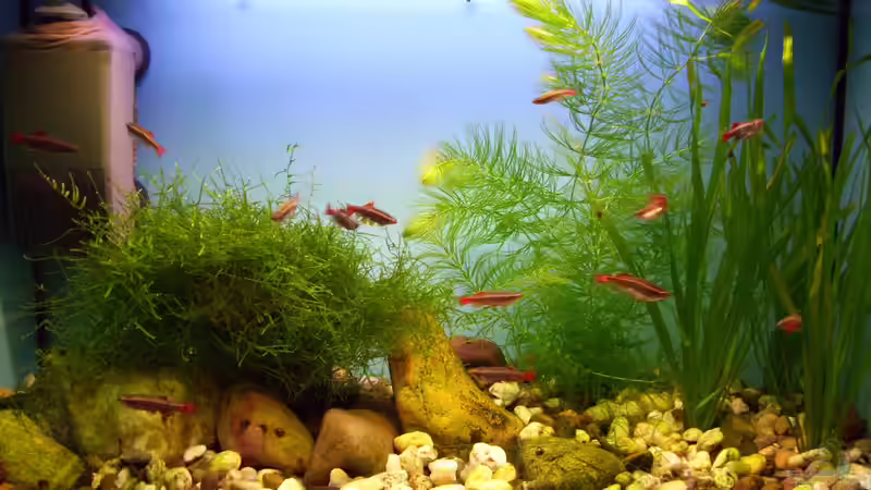 Aquarium Hauptansicht von CHINA - Gebirgsbach am Wu Tong Mountain von Roland Saager (1)