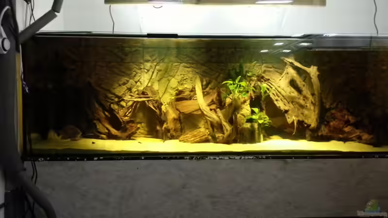 Aquarium Hauptansicht von Cichlidenbecken von Juergen8 (1)