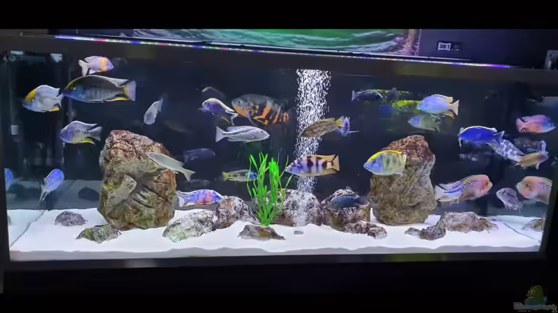 Aquarium Hauptansicht von Cichlidenparadies von Malawi-Guard (1)