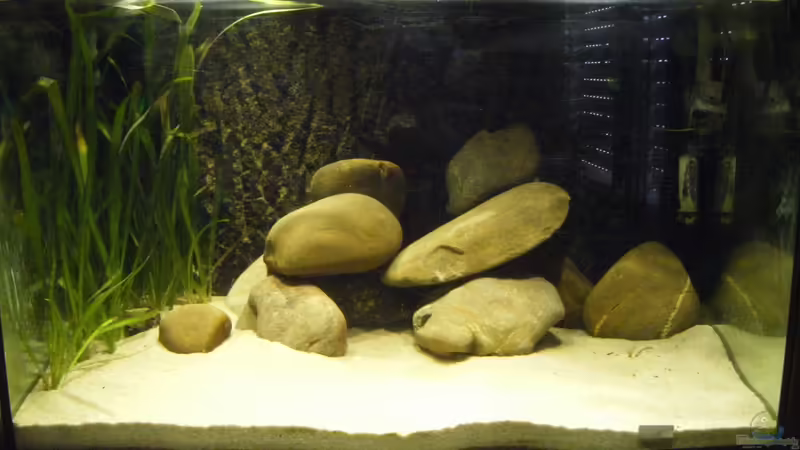 Aquarium Hauptansicht von Cichlids of a small coast in the Lake Tanganyika von cichlid15 (1)