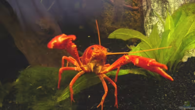 Aquarium Hauptansicht von Clarkii - Rote Florida Sumpfkrebse