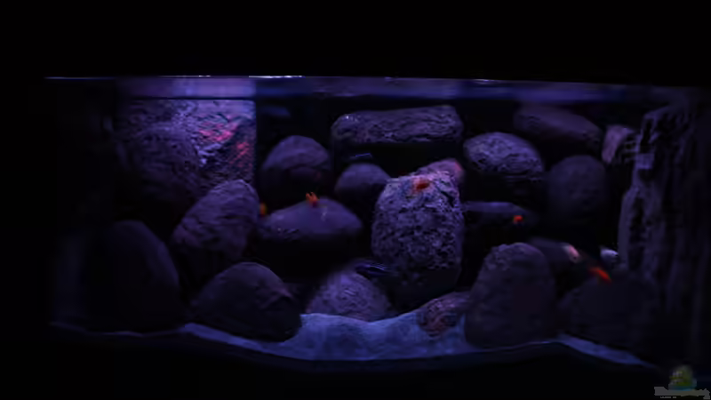 Aquarium Hauptansicht von Concrete canyon for Mbuna von Werner Franz (1)