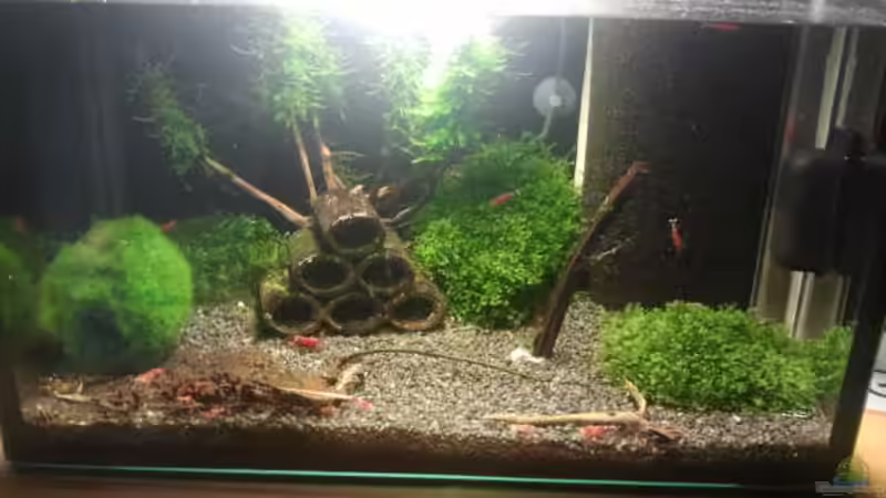 Aquarium Hauptansicht von Crystal Red Home von Goldi 1977 (1)