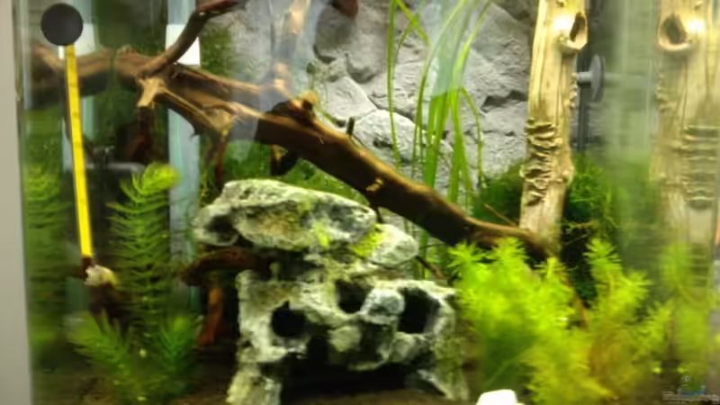 Aquarium Hauptansicht von Crystal Red