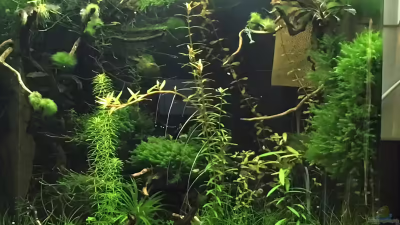 Aquarium Hauptansicht von Cube 60 von Walde (1)