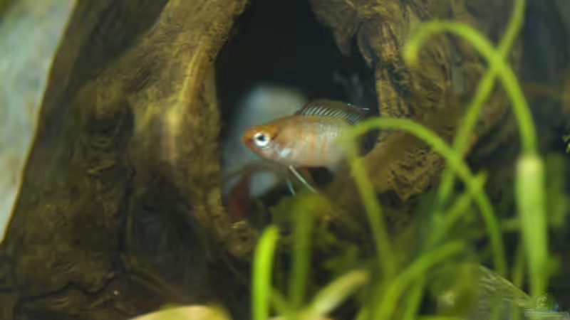 Aquarium Hauptansicht von Darios World